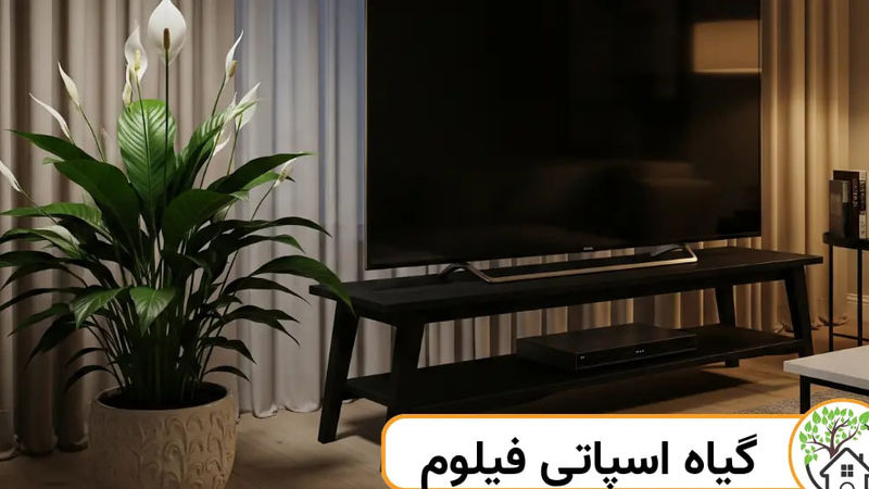 اسپاتی فیلوم