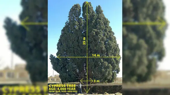 سرو ابرکوه با عمری 4 هزار ساله
