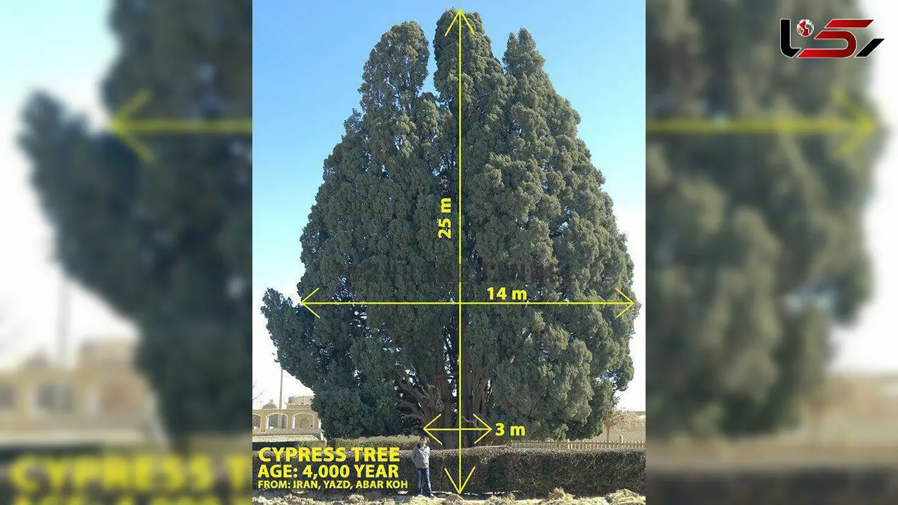سرو ابرکوه با عمری 4 هزار ساله