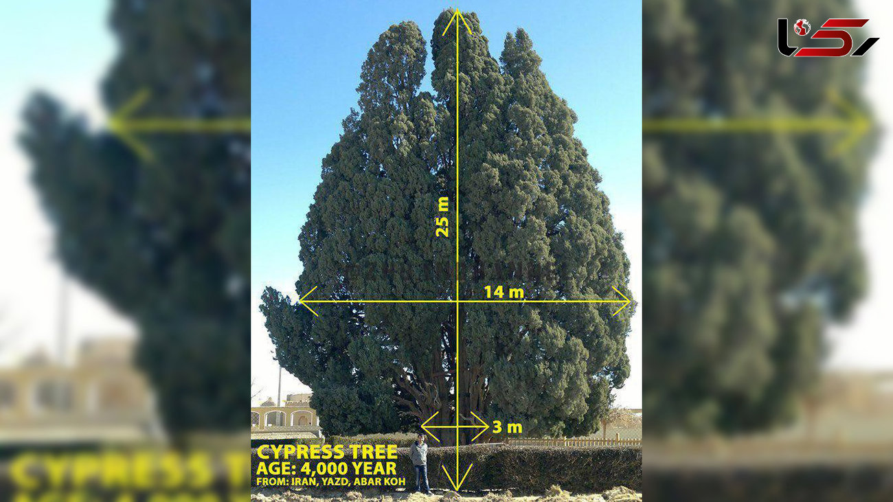 سرو ابرکوه با عمری 4 هزار ساله