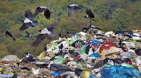 جنگل یا سطل زباله!