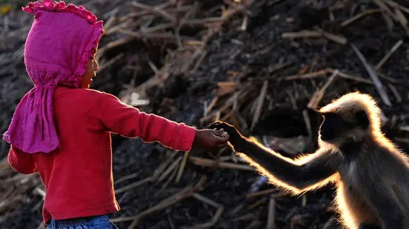 رابطه دوستانه پسر 2  ساله با بچه میمون ها + تصاویر