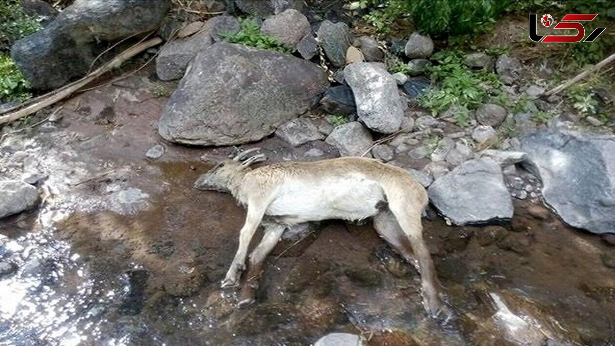 مشاهده طاعون نشخوارکنندگان در مازندران