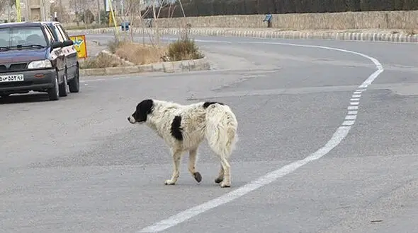 عامل حیوان‌آزاری در سمنان شناسایی شد
