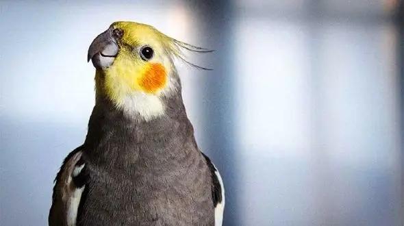 شعرخوانی عروس هلندی به زبان فارسی!