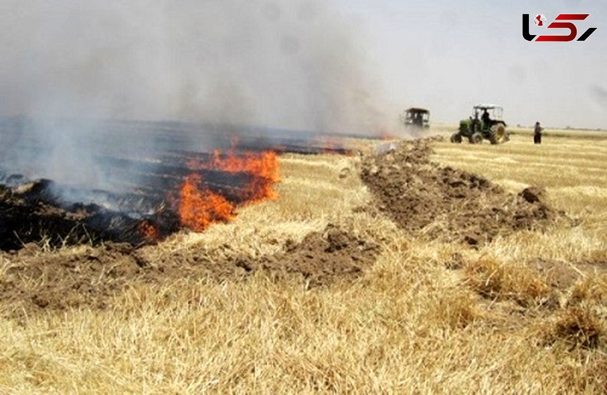 آتش زدن پس مانده محصولات کشاورزی آفتی برای طبیعت است