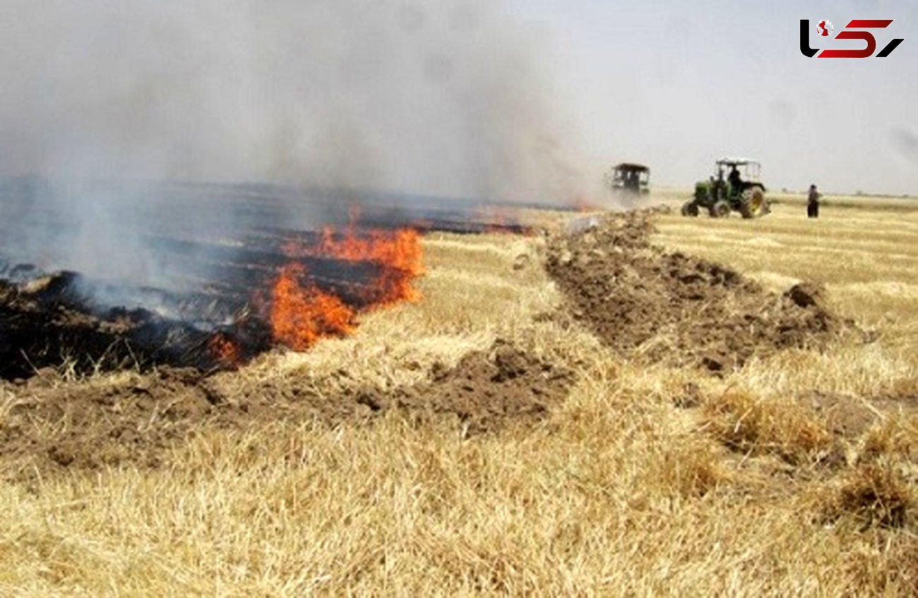 آتش زدن پس مانده محصولات کشاورزی آفتی برای طبیعت است