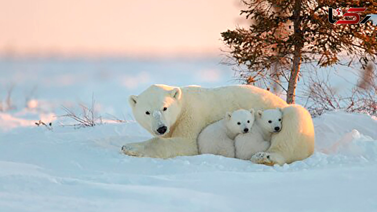 لحظات دیدنی بازی خرس قطبی با توله اش در برف + فیلم