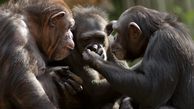 دنیای گفتاری شامپانزه ها 