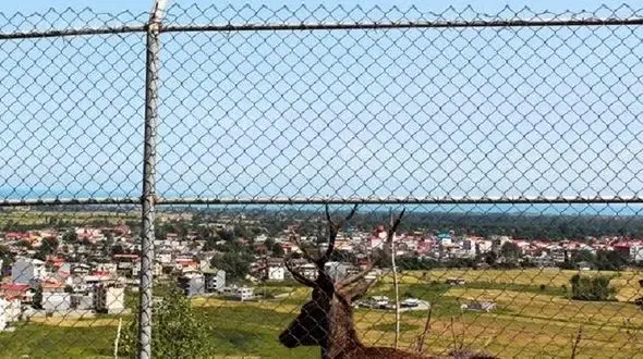  گوزن های پارک سیاهداران تالش یک نگهبان را کشتند