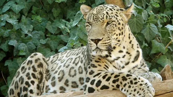 خشکسالی‌ پلنگ ایرانی را درخطر انقراض قرار داده است 