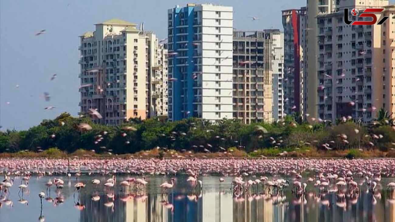 عکسی از هجوم فلامینگوها به بمبئی نو در روزهای کرونایی