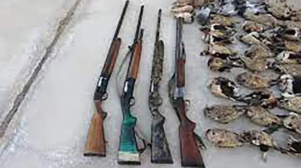 شکارچیان مسلح در رشت شکار شدند