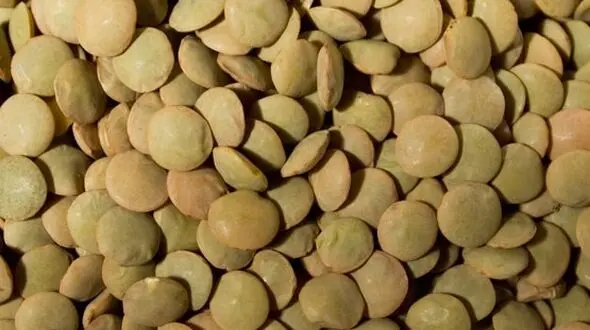 واردات عدس ۲۹۲ میلیاردی شد