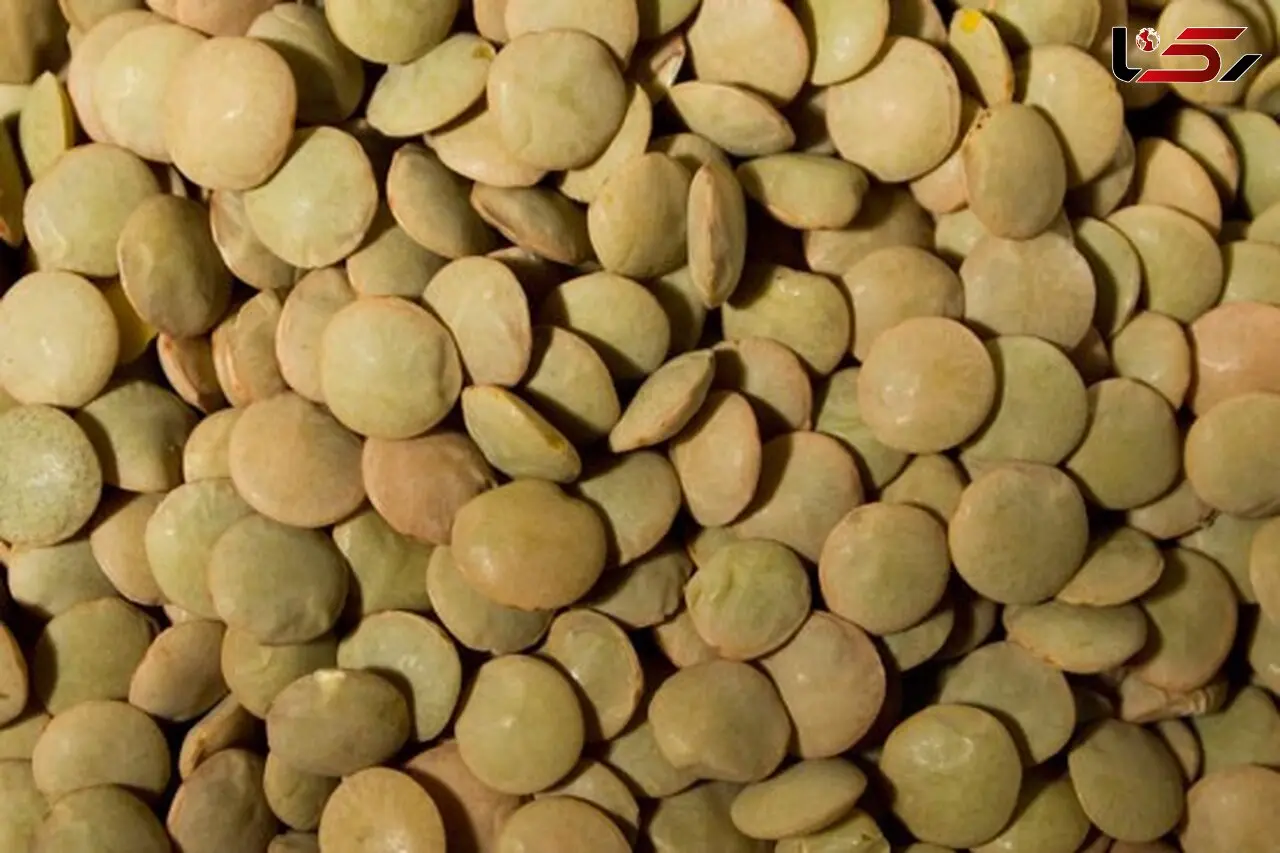 واردات عدس ۲۹۲ میلیاردی شد