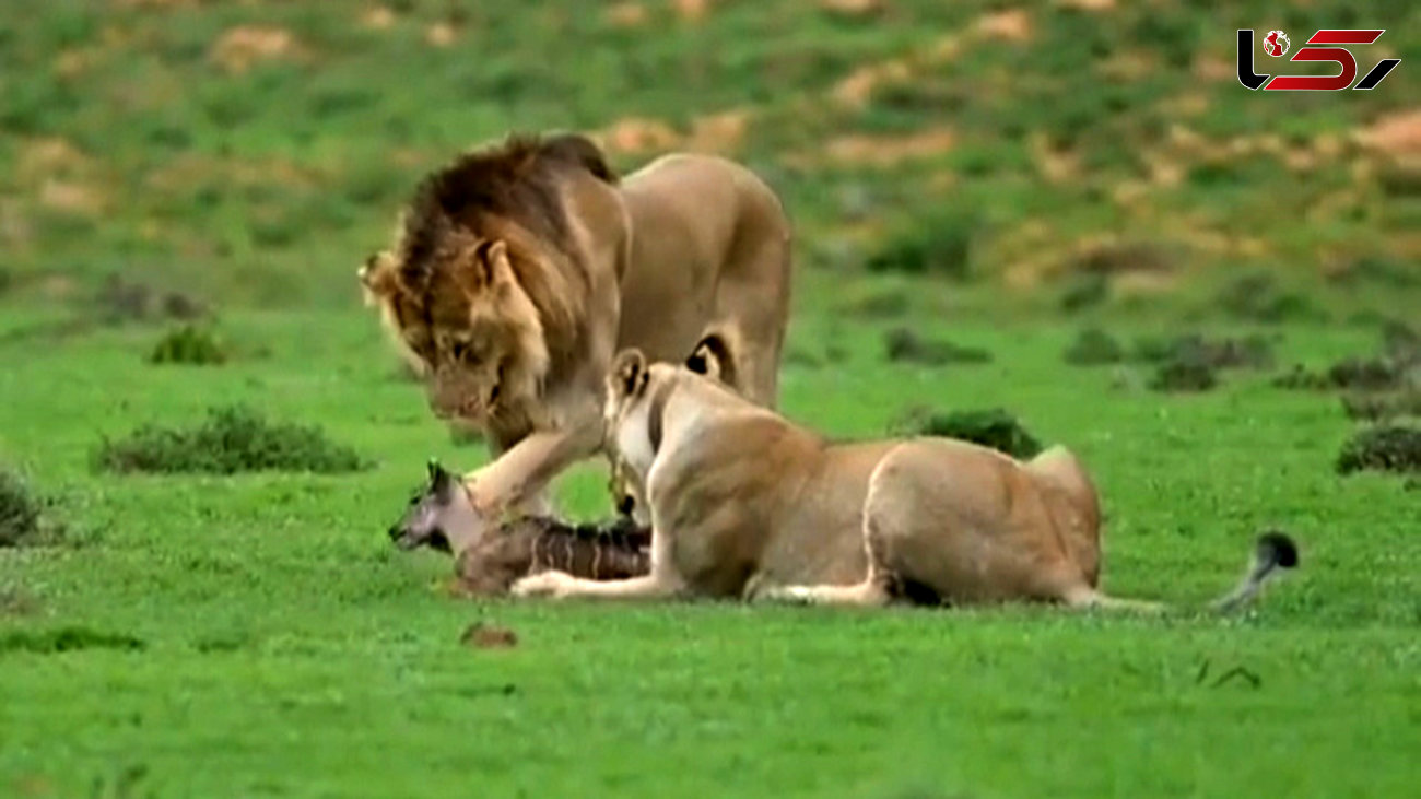 حیات وحش / زجرکش کردن یک بچه آهو توسط شیرها + فیلم