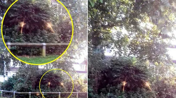 مشاهده موجودهای عجیب در جنگل های انگلیس + عکس