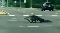 قدم زدن تمساح عظیم الجثه در خیابان خلوت کرونایی / همه وحشت کردند + فیلم