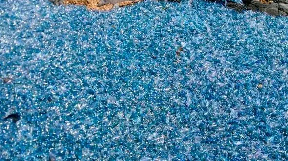 عروس های دریایی به صخره های استرالیا پناه بردند + تصاویر