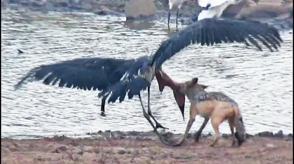 شغال بی‌رحم، زشت‌ترین پرنده دنیا را شکار کرد  + فیلم