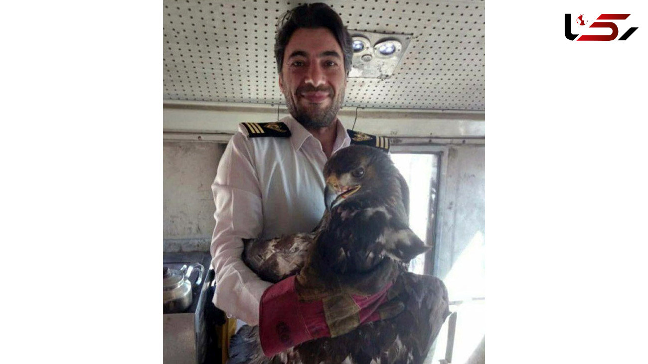 عکس عقاب بزرگ پس از تصادف با قطار تهران شیراز / او زنده ماند