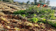 خسارت به درختان و قطعی برق رهاورد طوفان 