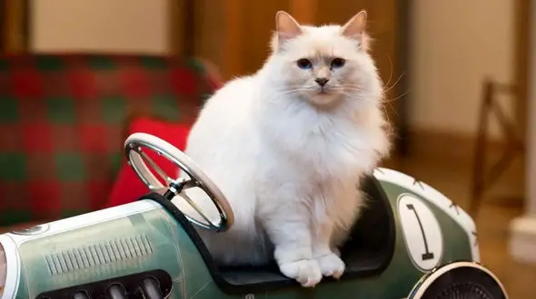 هتل‌ های شیک برای گربه‌ ها؛ خانه‌ ای پنج‌ ستاره برای دوست پشمالوی شما / فیلم