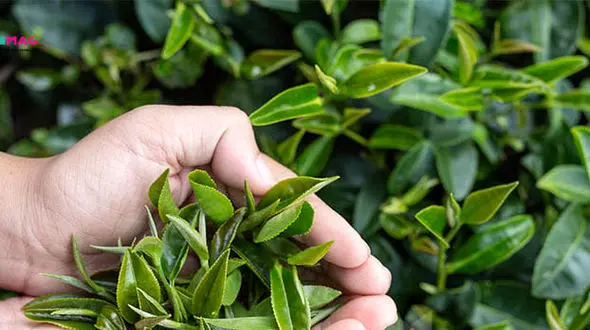 واریز 614 میلیارد تومانی برگ سبز به حساب چایکاران