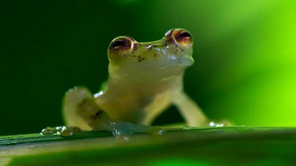 فیلم لحظه شکار تمساح توسط پلنگ خالدار باهوش+تصاویر