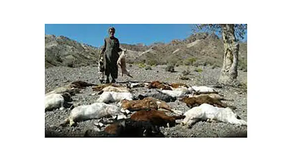 جولان گرگ های گرسنه در کرمان + جزئیات حمله های خونین