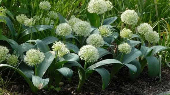 درمان چربی خون با گیاهان دارویی