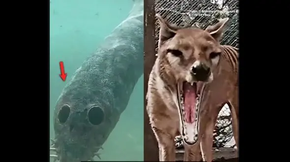 فیلم ترسناک ترین و عجیب ترین جانوران ! / کجا پنهان شده اند !