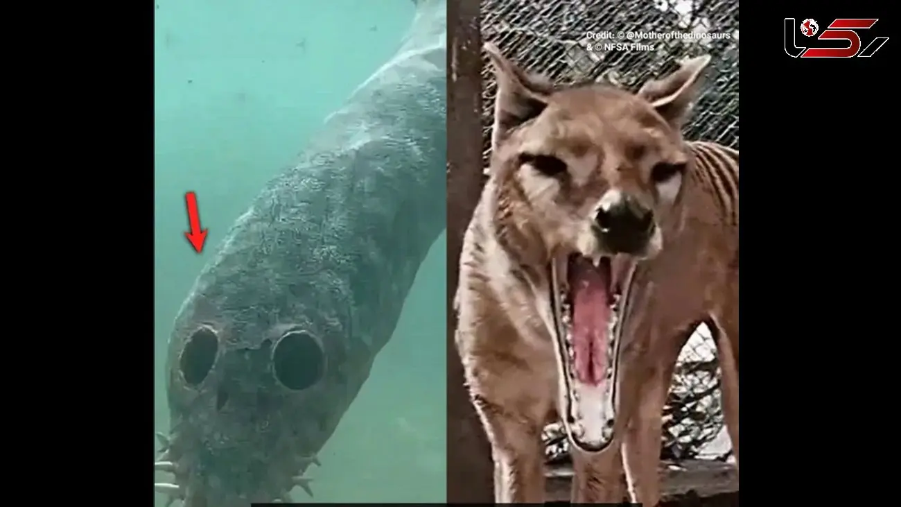 فیلم ترسناک ترین و عجیب ترین جانوران ! / کجا پنهان شده اند !