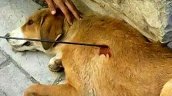 74 ضربه شلاق برای دو متخلف حیوان آزار در رضوانشهر