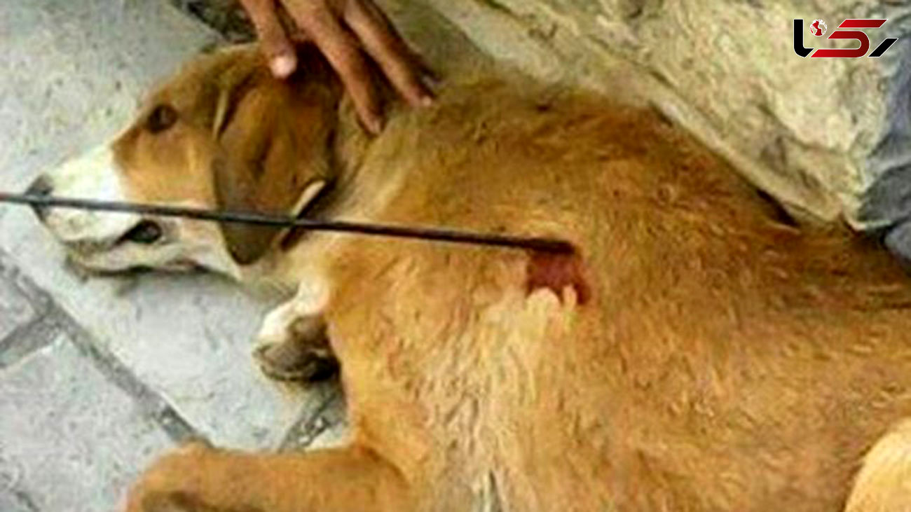 74 ضربه شلاق برای دو متخلف حیوان آزار در رضوانشهر