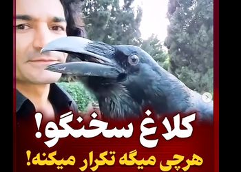 این کلاغ مثل انسان حرف می زند ! + فیلم