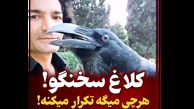 این کلاغ مثل انسان حرف می زند ! + فیلم