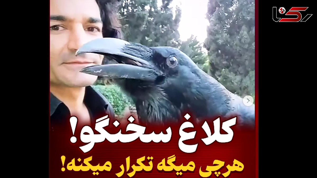 این کلاغ مثل انسان حرف می زند ! + فیلم