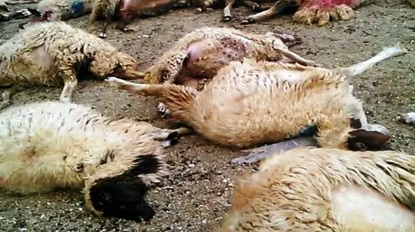 برخورد نیسان با گله احشام در میاندوآب حادثه آفرید