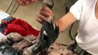 آغاز کشتار غیرقانونی پرندگان مهاجر در فریدونکنار 