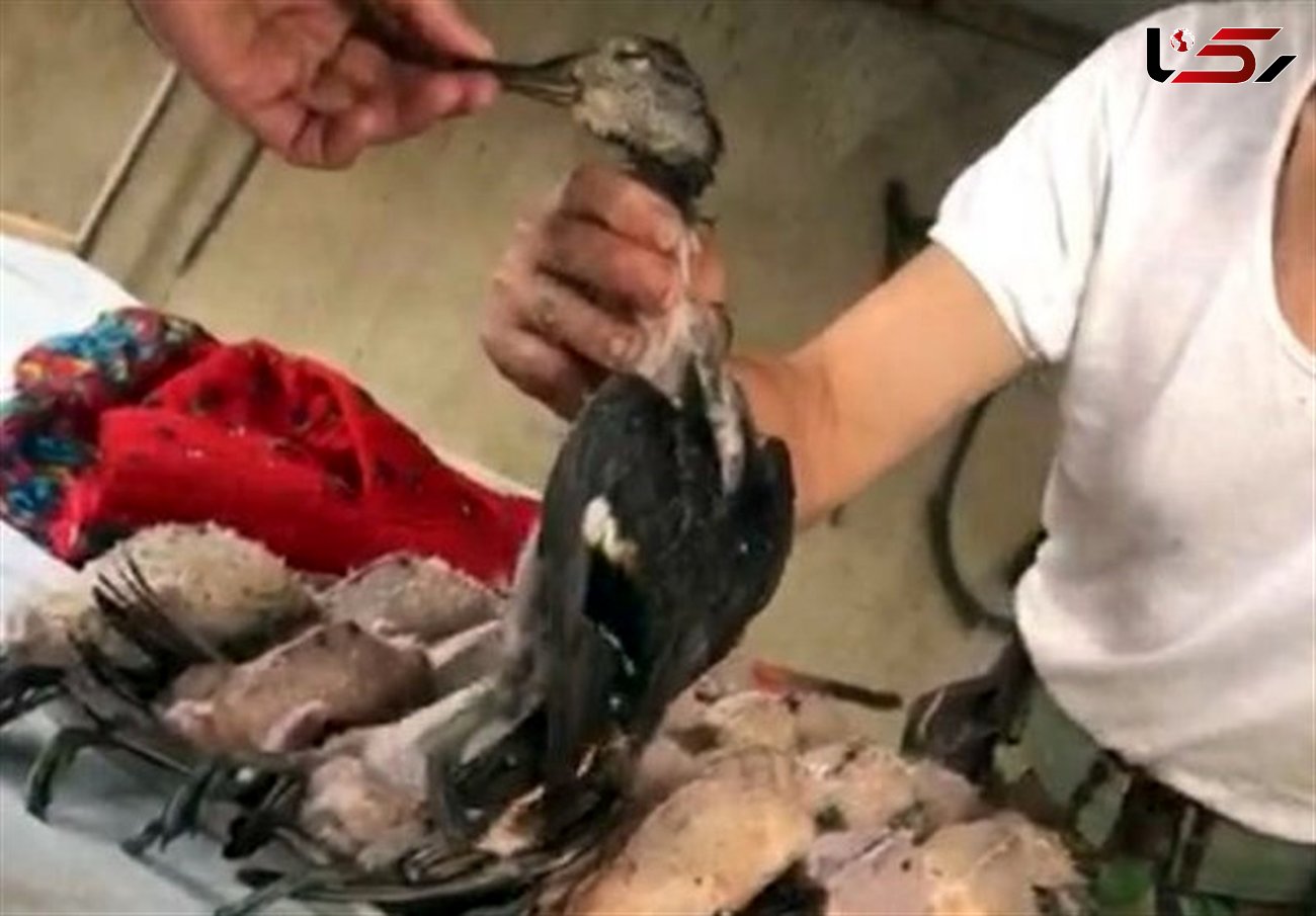 آغاز کشتار غیرقانونی پرندگان مهاجر در فریدونکنار 
