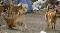 جزئیات حمله سگ های ولگرد به 3 کودک در 3 استان ایران/ احیای ناموفق کودک بیرجندی 