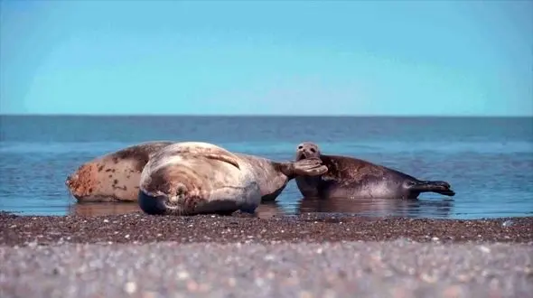 تنها پستاندار دریای خزر نفس ندارد / مرگ سریالی فوک خزری در سال ۱۴۰۱