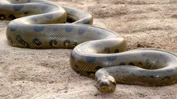 عکس مار غول‌پیکر 15 متری و 1000 کیلویی از عصر پیش از تاریخ!