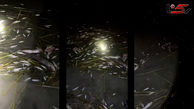 Deadly Electrofishing in Khuzestan / Lack of Resources Stalls Response + Video