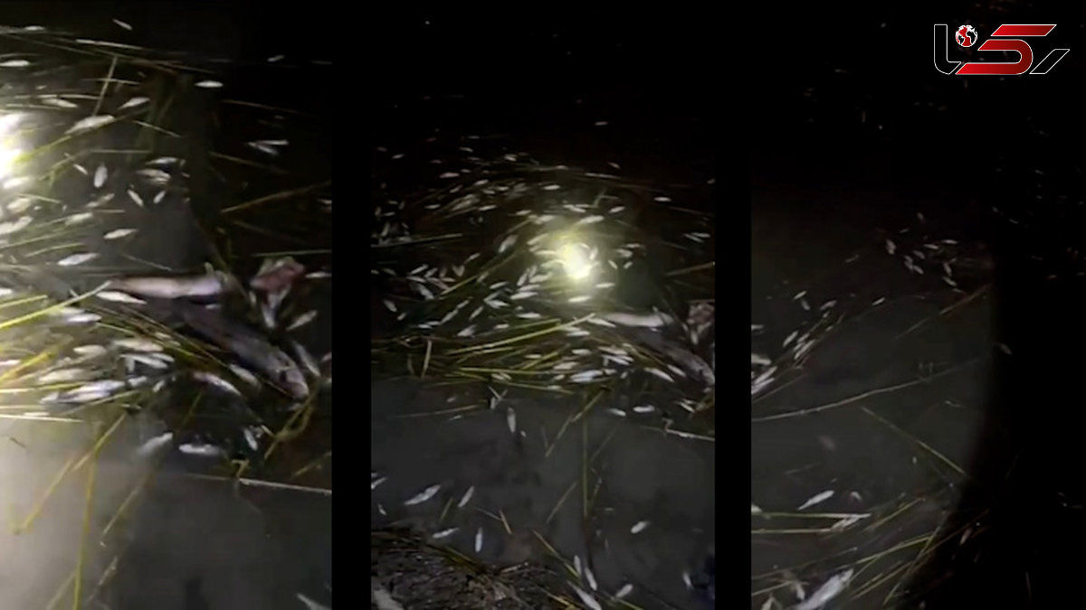 Deadly Electrofishing in Khuzestan / Lack of Resources Stalls Response + Video
