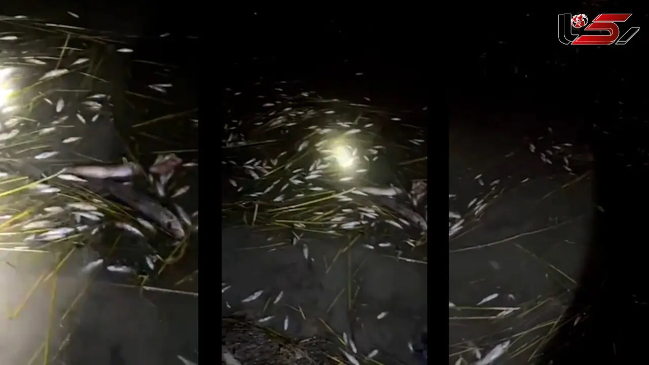 Deadly Electrofishing in Khuzestan / Lack of Resources Stalls Response + Video