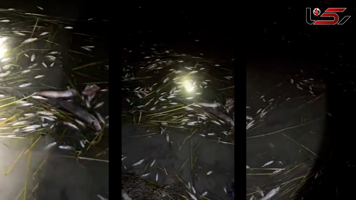 Deadly Electrofishing in Khuzestan / Lack of Resources Stalls Response + Video