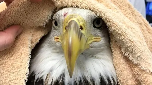 ردیابی عقاب با جی پی اس 