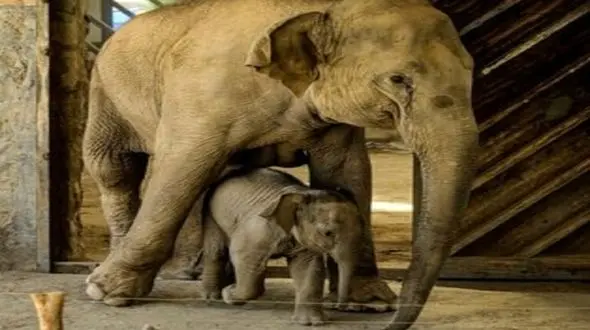 ببینید / این بچه فیل ارم تهران را به هم ریخت + فیلم دیدنی